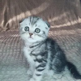 Котёнок Скоттиш фолд чёрный серебристый мрамор