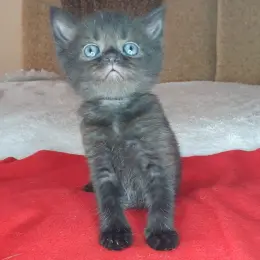 Котёнок Скоттиш страйт черный солид