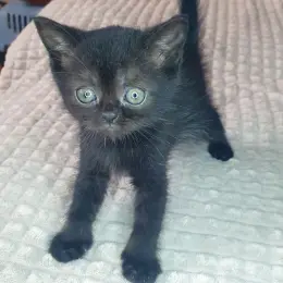 Котёнок Скоттиш страйт черный солид