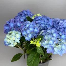 Гортензія блакитна