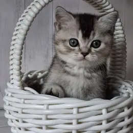 Кошеня Скоттиш страйт чорний сріблястий тікований