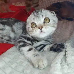 Кошеня Скоттиш фолд чорний сріблястий мармур