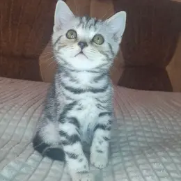 Кошеня Скоттиш страйт чорний сріблястий мармур
