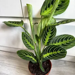 Maranta Lemon Lime - кімнатна рослина в горщику 12 см