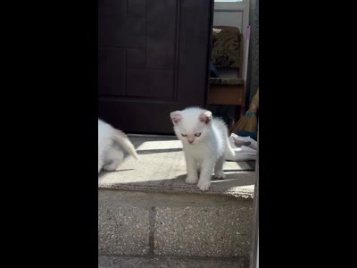 Британский котенок, белый окрас, голубые глаза