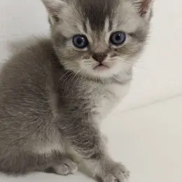 Котёнок Скоттиш-страйт серебристый Табби