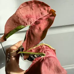 Singonium Neon