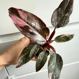Philodendron Pink Princess Marble з діткою