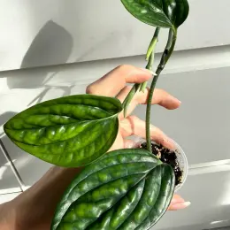 Epipremnum Marble Planet