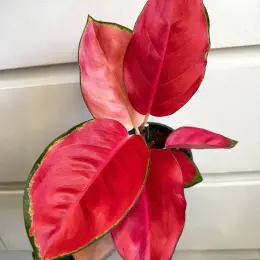 Aglaonema China Red