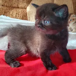 Кошеня Скоттіш страйт чорний солід