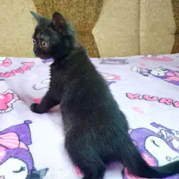 Кошеня Скоттиш страйт чорний солід