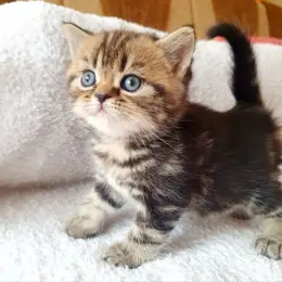 Кошеня Скоттиш страйт чорний мармур