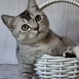Кошеня Скоттиш страйт чорний сріблястий тікований