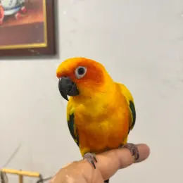Ручний сонячний аратинг Жужа