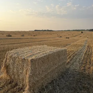 Пшенична солома в квадратних тюках