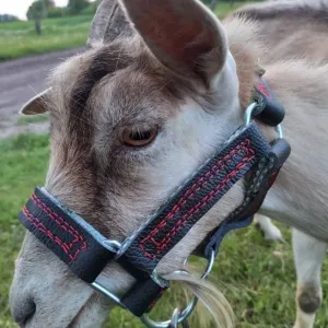 Недоуздок на ,быка,коня