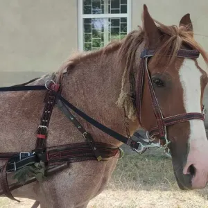 Упряж на коня,шлея,наритник українки,шкірозамінник.Ручна робота