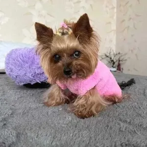 Свитер на сфинкса, собаку плюшевый свитер для собак, кошек,котов,котят