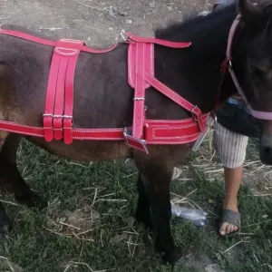 упряж упряжь одноконная на пони поника шлея нарытник