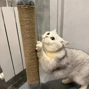 Когтеточка дряпка