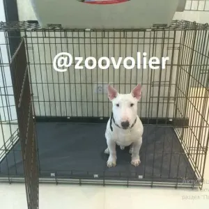 Клітка Польша для собаки, переноска для собаки, манеж для цуценя вольєр для собаки, клетка для собак, клетка для собаки, манеж для собак