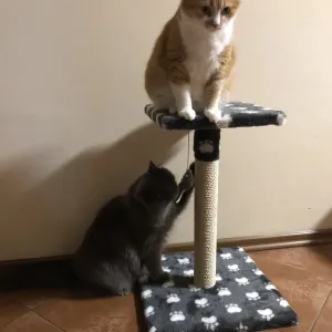 Когтеточка для котов, дряпка, царапка. Кігтєточка для дорослих котиків