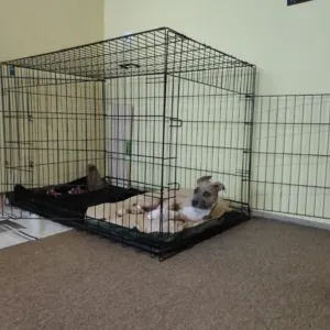 Клітки для собак та котів