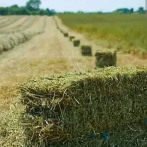 Продам Сено луговое в тюках.  Есть доставка!
