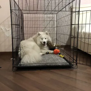 Клетка, клітка для собак, транспортний бокс, переноска