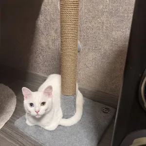 Когтеточка для кота. Дряпка, царапка