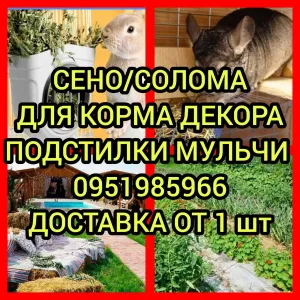 ‼️СІНО  ДОСТАВКА от 1 шт  в тюках мешках (кукурузне и др), сено. В наличии‼️