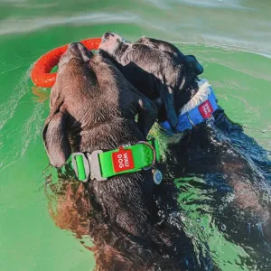 Амуніція нашийник повідок для собак біотан пвх Waudog waterproof