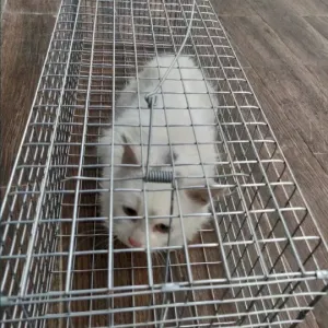 Ловушка автомат. Котоловка. Аренда