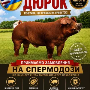 Сімя від  племінних хряків